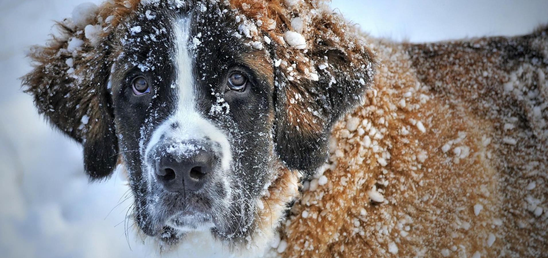 Un grande cane marrone pieno di neve