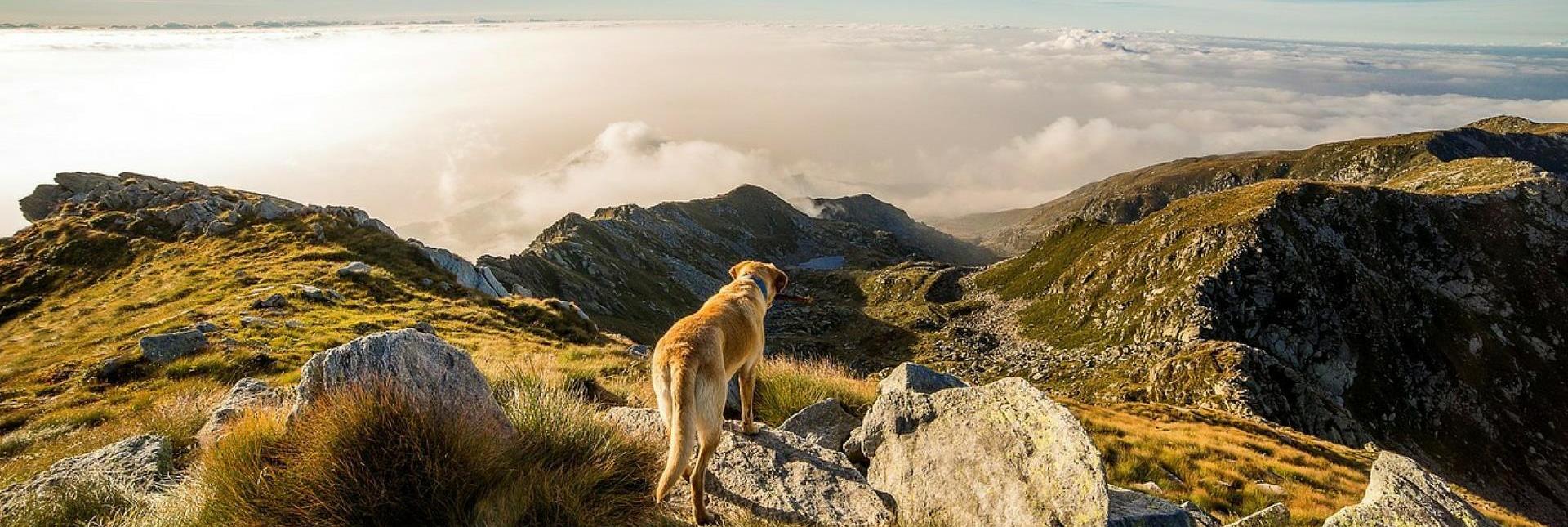 Un cane su una roccia osserva un paesaggio montano mozzafiato alla luce del mattino.