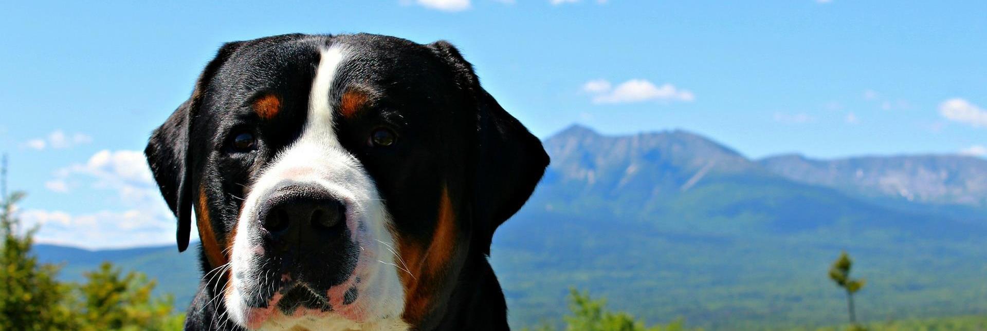 Un cane grande con il pelo nero, marrone e bianco guarda verso la fotocamera. Sullo sfondo si vedono foreste verdi e una catena montuosa sotto un cielo azzurro.