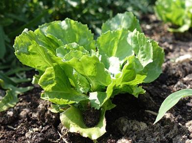 Fresh green lettuce growing in a vegetable garden on fertile soil.