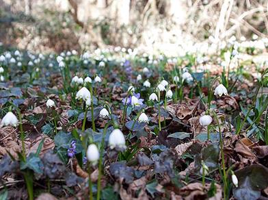 Bosco primaverile con numerosi fiori di campanellino (Leucojum vernum) in fiore tra foglie secche ed edera sul terreno.