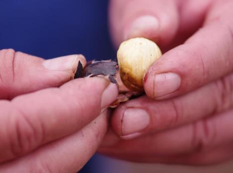 ... the chestnut! 8-image