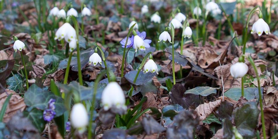 A spring forest with many blooming spring snowflakes (Leucojum vernum) among dry leaves and ivy on the forest floor.