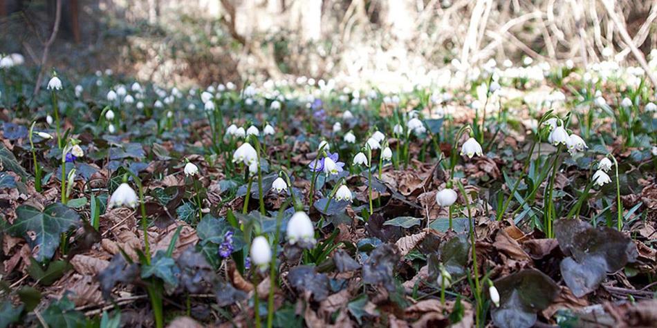 A spring forest with many blooming spring snowflakes (Leucojum vernum) among dry leaves and ivy on the forest floor.