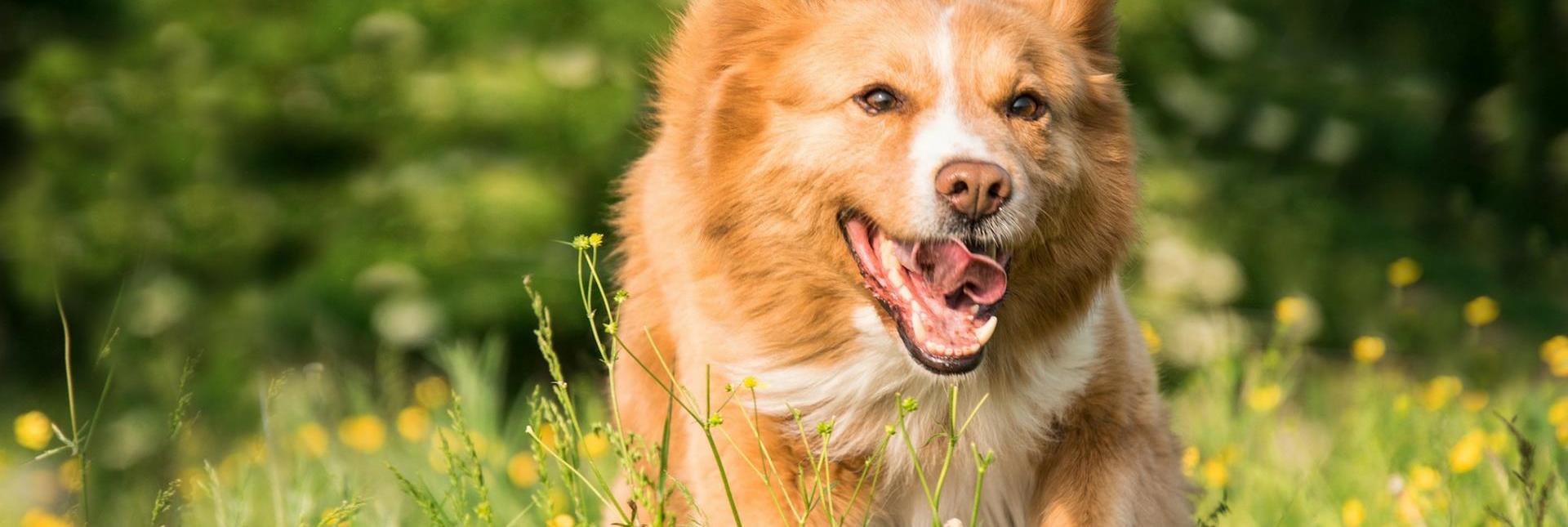 Un cane in un prato fiorito